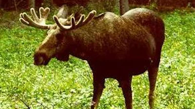 Jongetje verslaat eland dankzij World of Warcraft