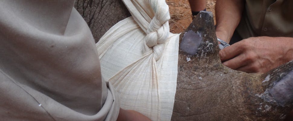 Bedreigde neushoorns te volgen met sensor in hoorn