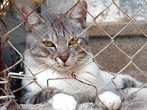 Chinese internetgebruikers redden meer dan 800 katten