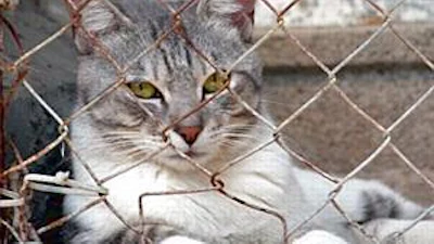 Chinese internetgebruikers redden meer dan 800 katten