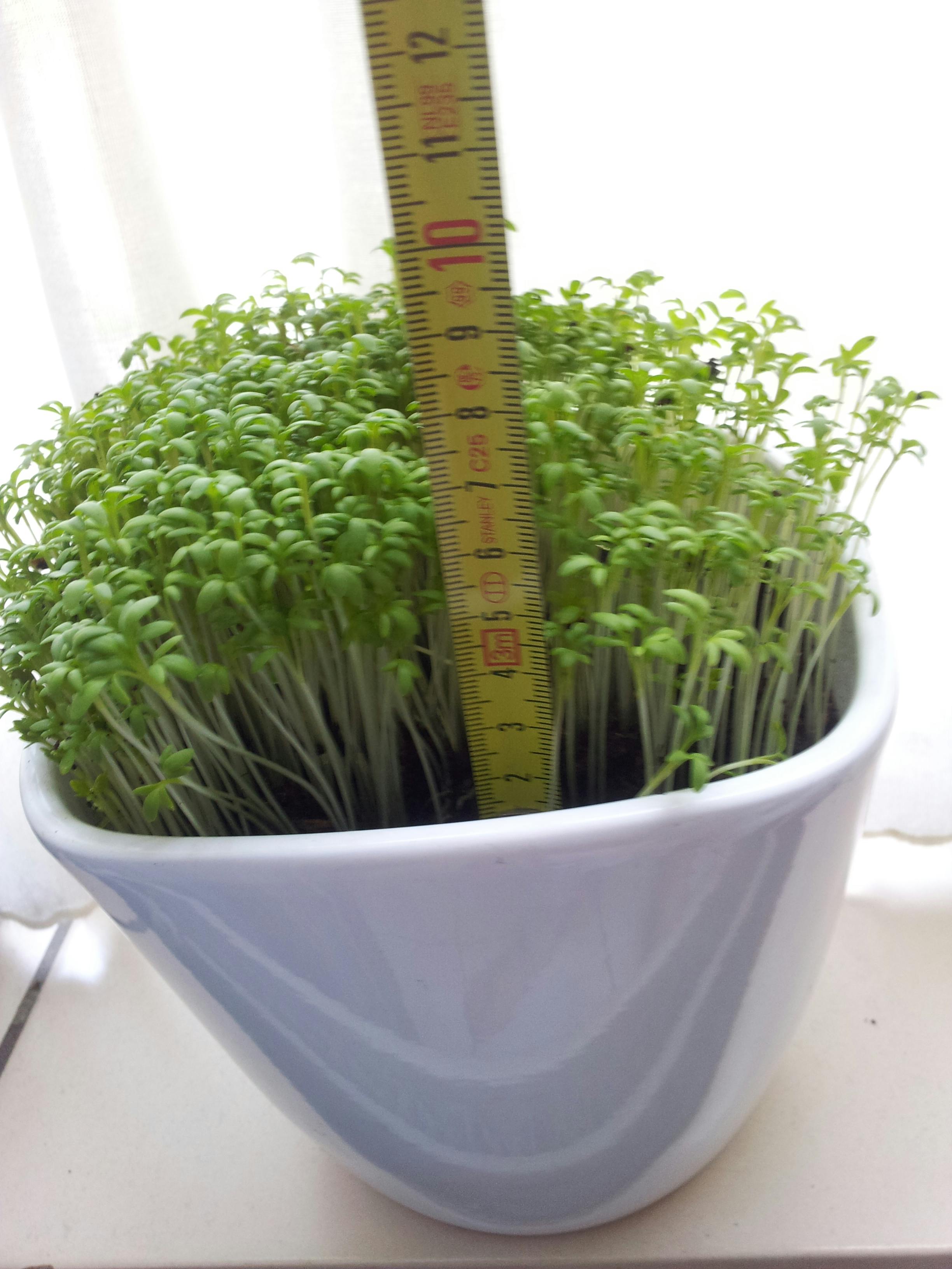 Lezers Computer Idee: wifi níet schadelijk voor tuinkers!