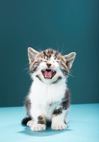 Tim Berners-Lee: "Ik had geen kittens verwacht" 