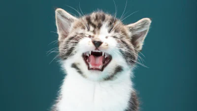 Tim Berners-Lee: "Ik had geen kittens verwacht"