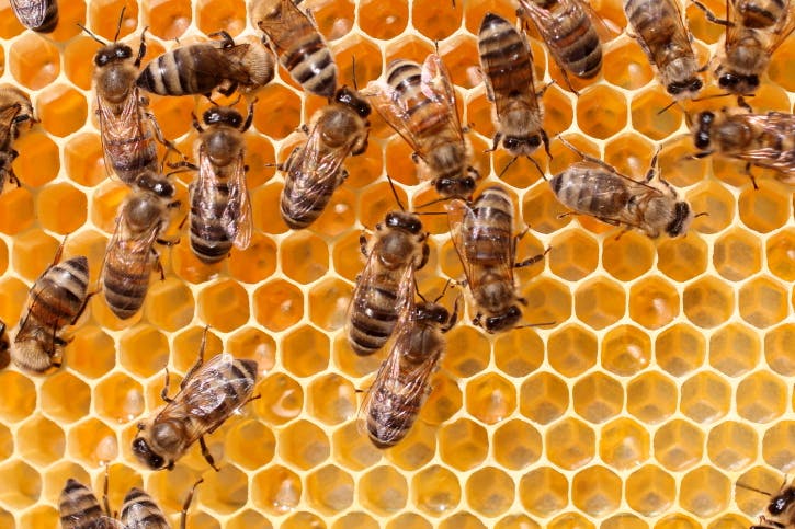 MusicBee: b(l)ij met muziek