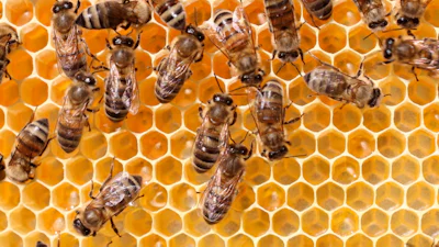 MusicBee: b(l)ij met muziek
