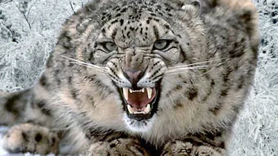 Valse Snow Leopard herbergt malware