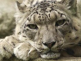 Mac OS X Snow Leopard vanaf 28 augustus verkrijgbaar