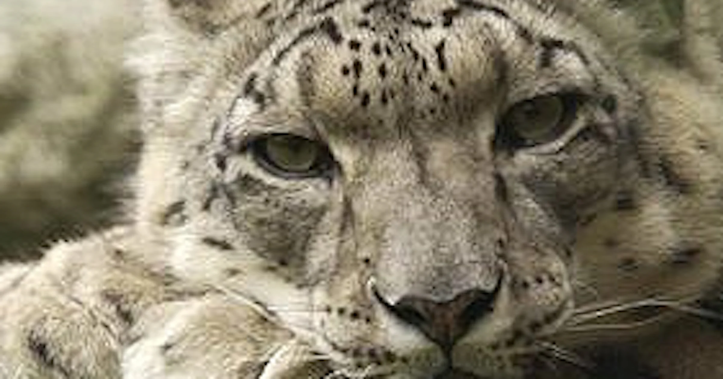 Mac OS X Snow Leopard vanaf 28 augustus verkrijgbaar