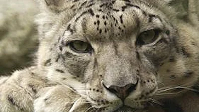 Mac OS X Snow Leopard vanaf 28 augustus verkrijgbaar
