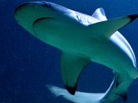 Australië test Twitteralarm bij haaien