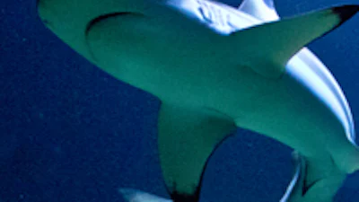 Australië test Twitteralarm bij haaien