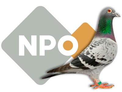 Publieke Omroep betaalt ton voor npo-url van postduiven-website