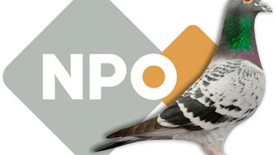 Publieke Omroep betaalt ton voor npo-url van postduiven-website