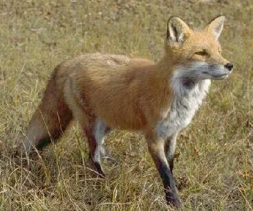 Firefox 4 dubbel zoveel downloads als IE9