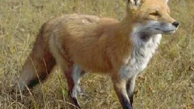 Firefox 4 dubbel zoveel downloads als IE9