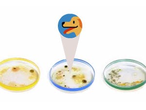 Julius Richard Petri Google Doodle