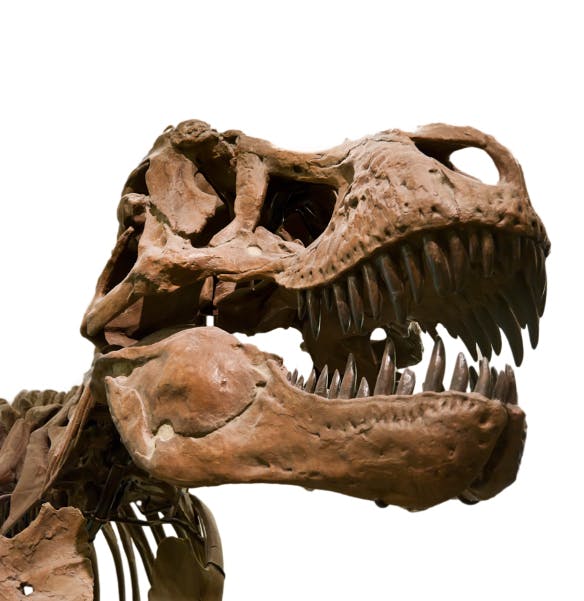 3D-printer kan exacte vorm dinofossielen onthullen