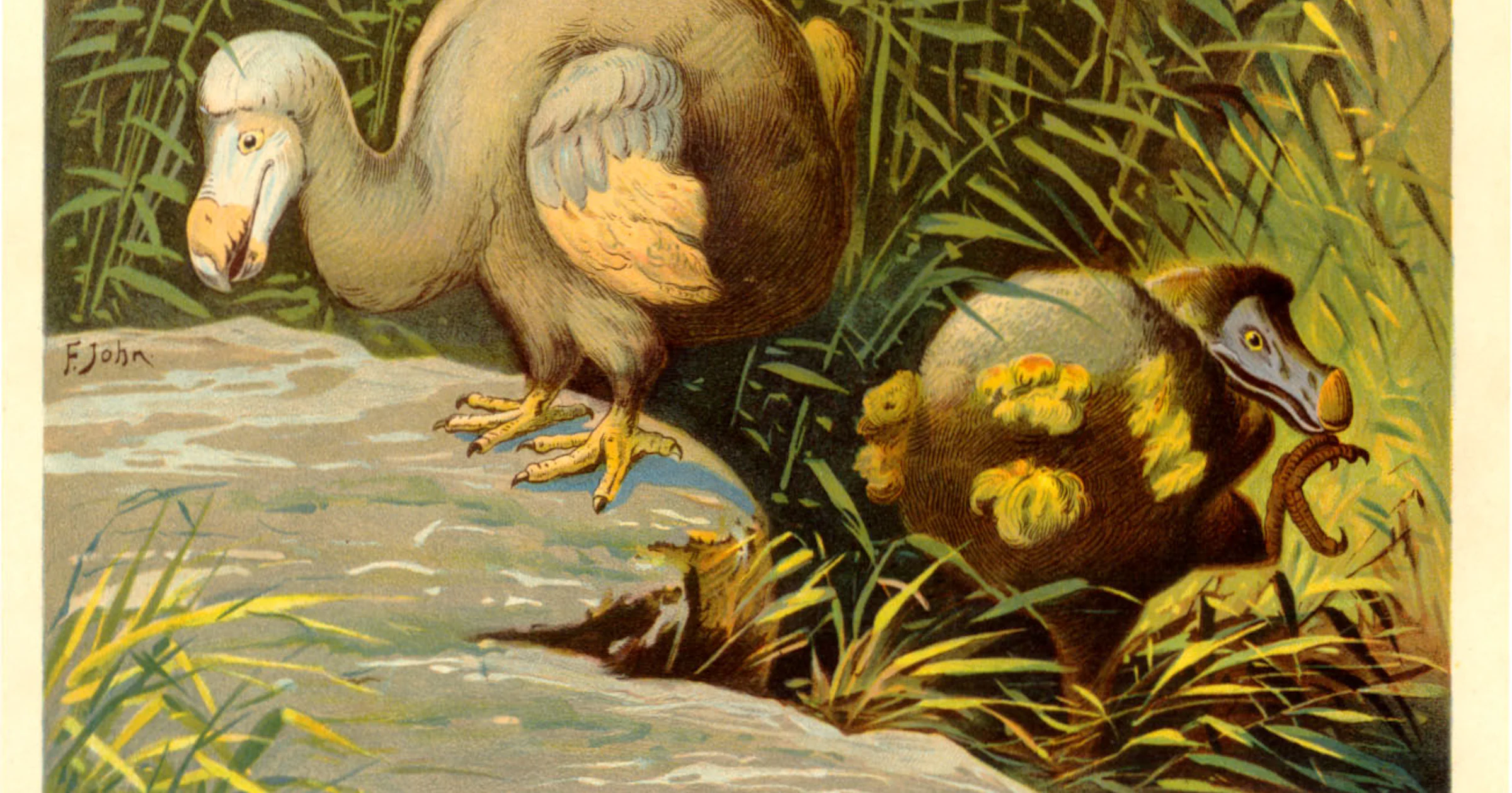 Nieuwe dodo-expeditie online te volgen