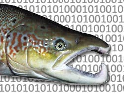 Zalm-DNA als geheugenopslag van de toekomst?