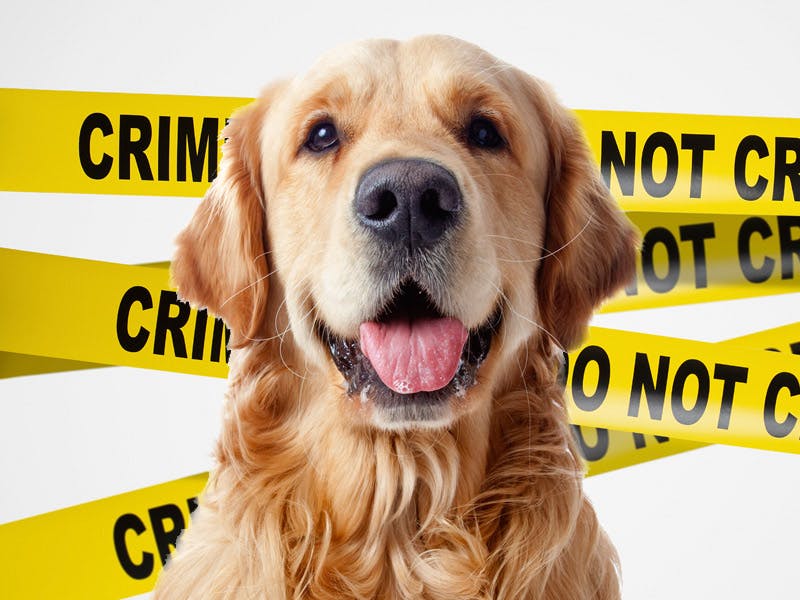 Dader ‘Almere moord’ is hond Rama