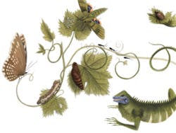 Maria Sibylla Merian Google Doodle