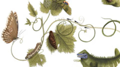 Maria Sibylla Merian Google Doodle