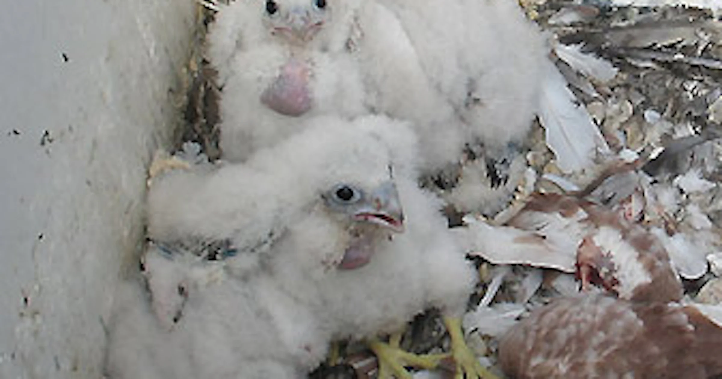 Slechtvalken live te volgen via de webcam