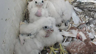 Slechtvalken live te volgen via de webcam