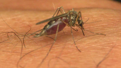 Gratis ringtone zoemende mug - want het is Malaria Day