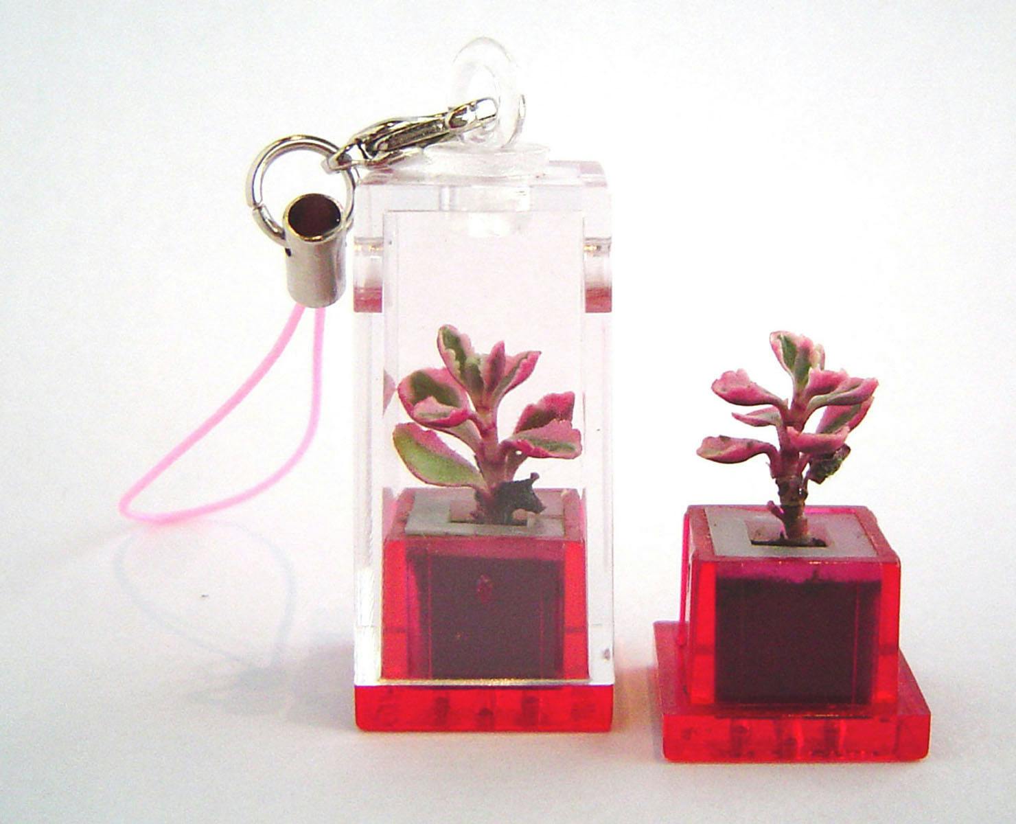 Het nieuwste gsm-hebbeding is een...plant!