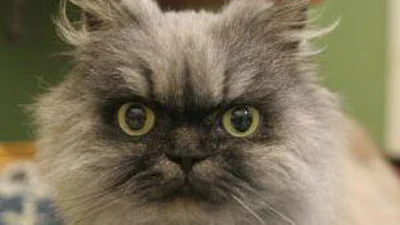 Katten-links minder populair door asocialer baasje
