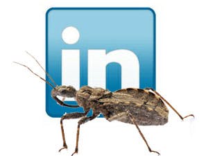 Nederlander vindt bug in LinkedIn