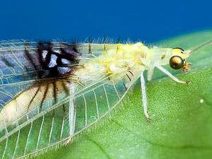 Nieuw insect ontdekt via Flickr