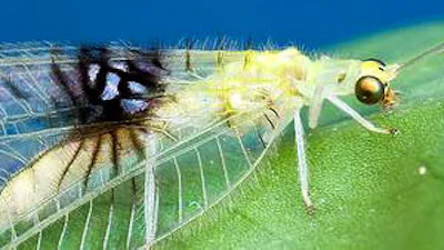 Nieuw insect ontdekt via Flickr