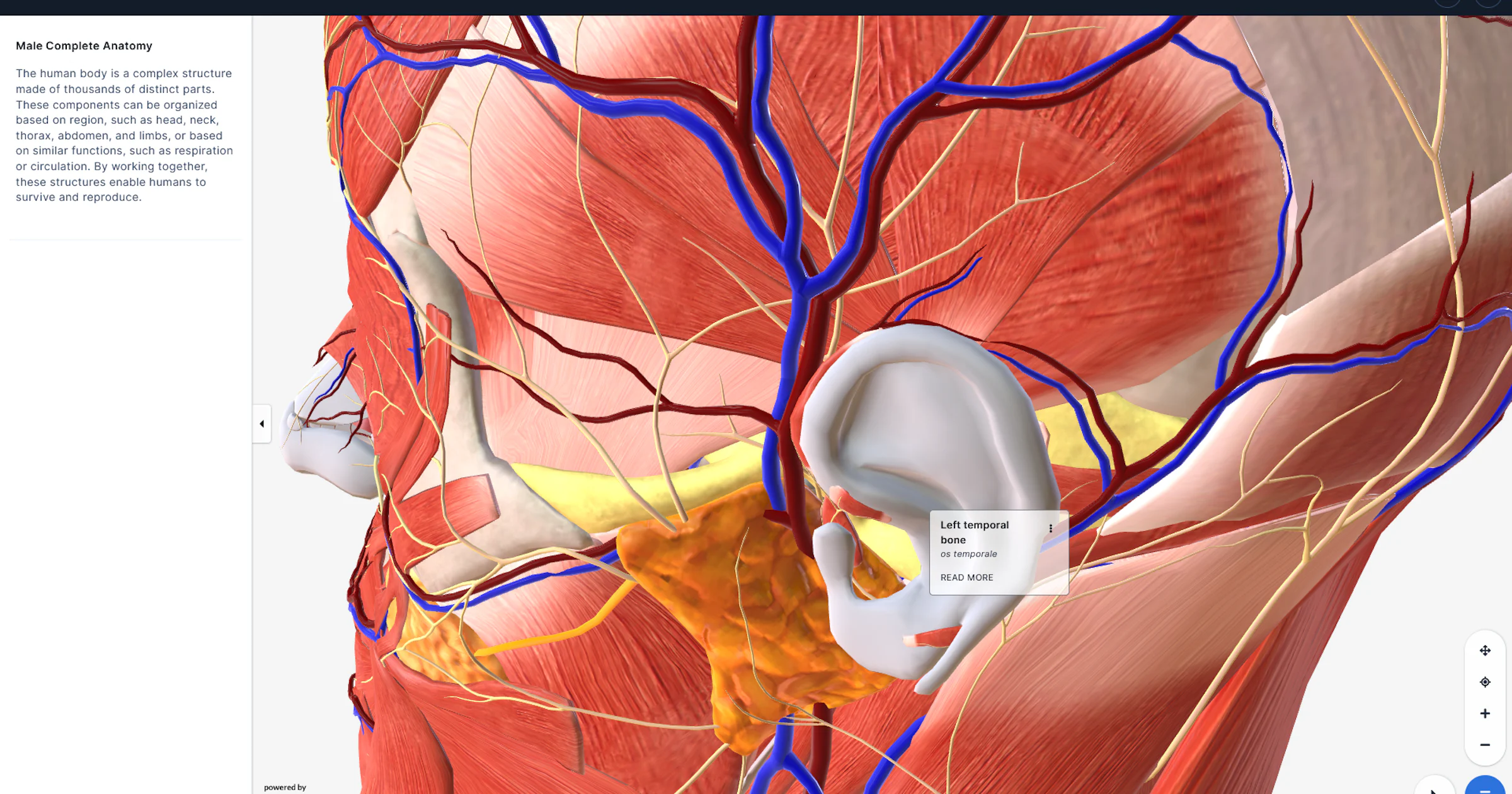 BioDigital Human - Menselijke anatomie verkennen