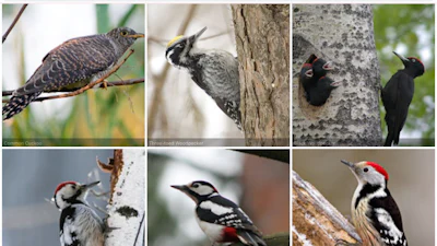 iNaturalist - Leer dier- en plantensoorten kennen
