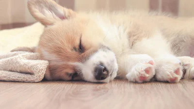 Wat is een slaapcoach en waarvoor gebruik je het?