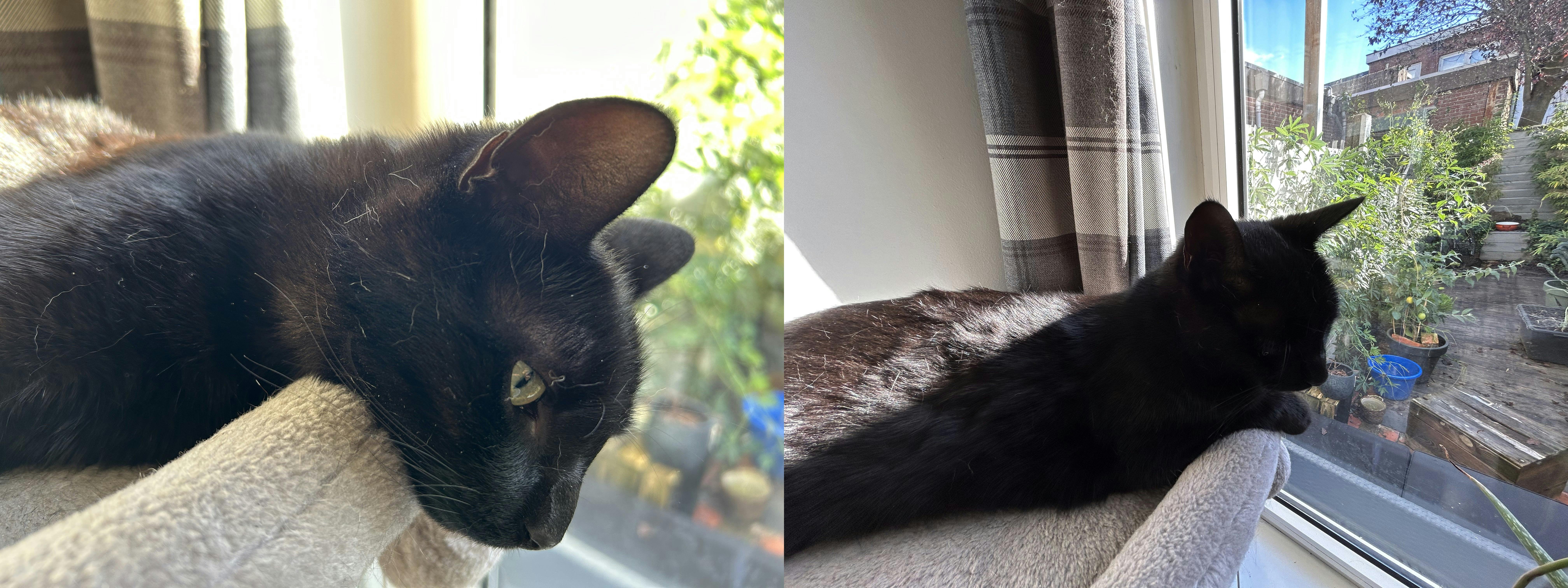 De groothoeklens heeft nog meer moeite met de zwarte vacht van de kat.