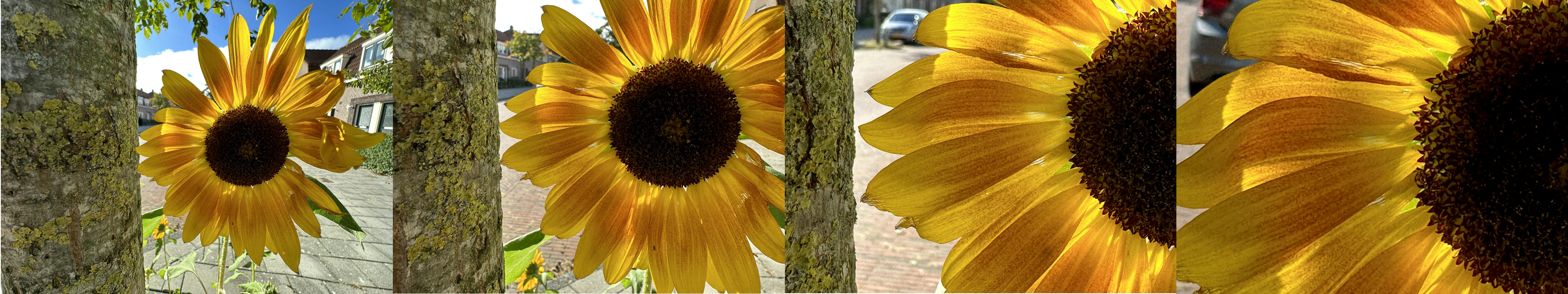 Bij gunstig licht zijn de verschillen tussen de iPhone 14 Pro camera's minimaal.