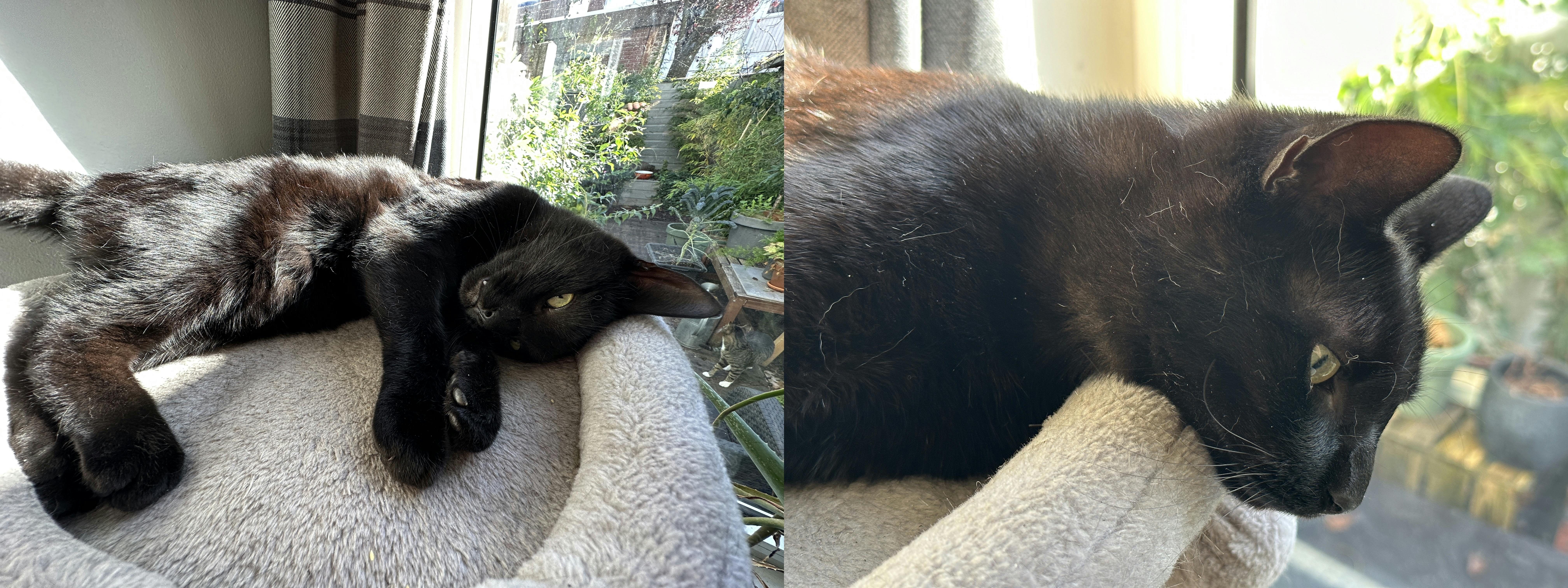 Dezelfde vacht: minder problemen voor de iPhone 14 Pro.