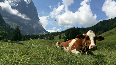 Vijf websites met gratis rechtenvrije foto's