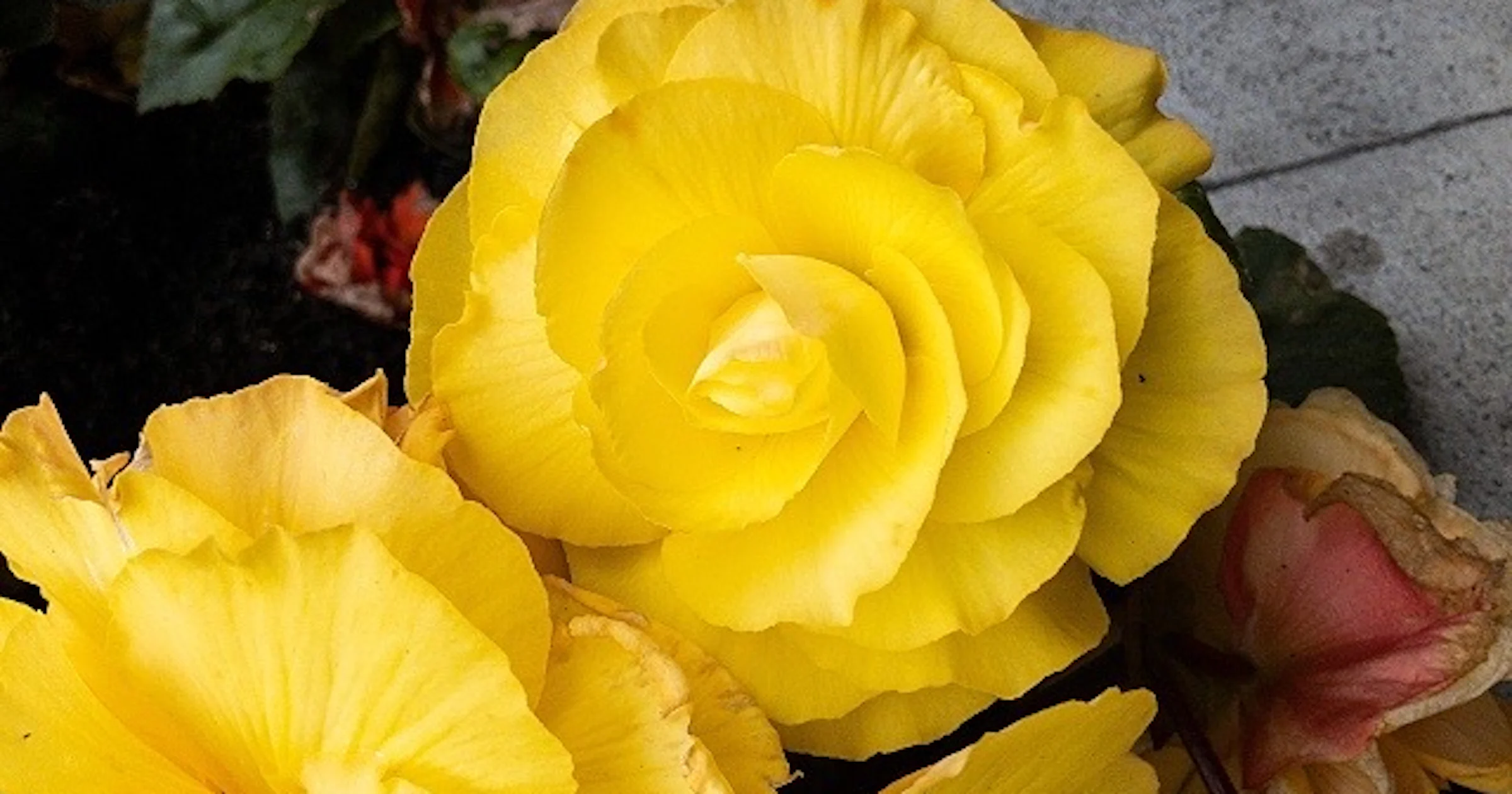 Foto’s opfleuren met Photoflare doe je zo