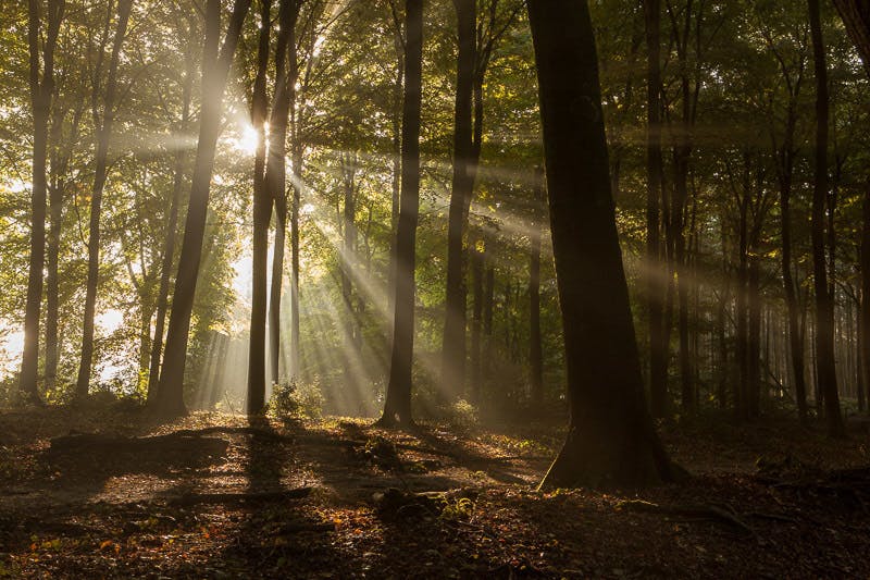 CARROT Weather: de onbeleefd veelzijdige weer-app