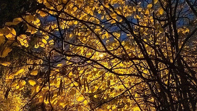 Fotograferen met Halide voor iOS