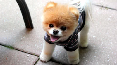 Virtuele dieren in je huiskamer met Google