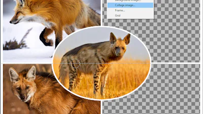 Pictor - Basis-fotobewerking