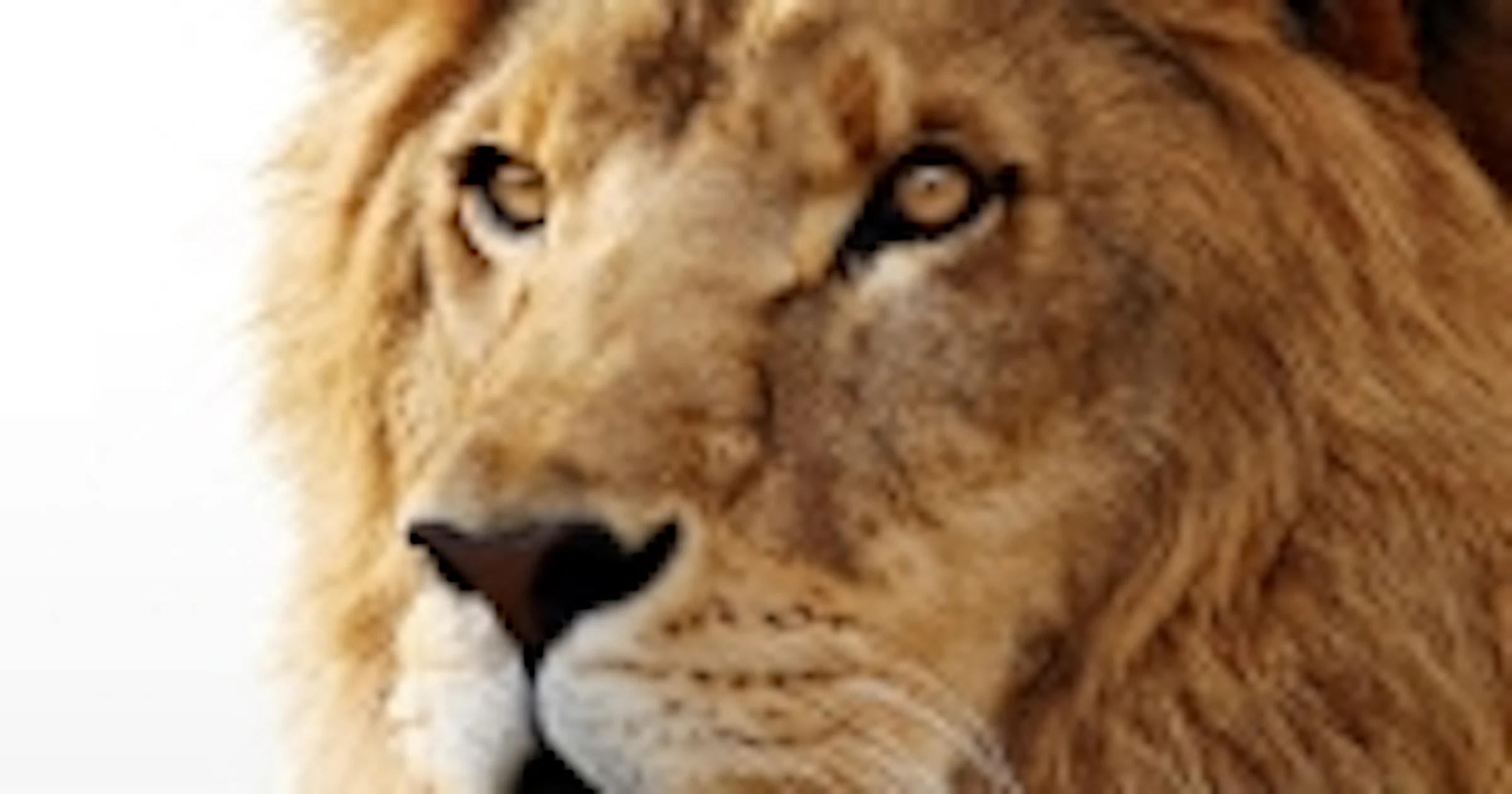 Mac OS X Lion bevriest tijdens afspelen van video's