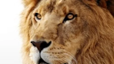 OS X Lion niet meer te koop in Mac App Store, wel via Apple’s klantenservice