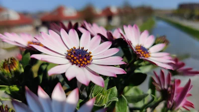 Wildbit Viewer - Meer dan kiekjes kijken