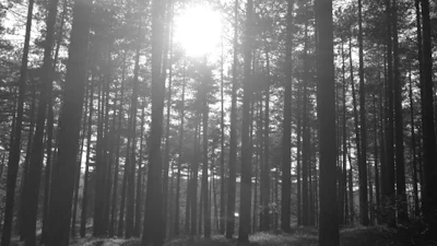 Apps en tips voor je smartphone-camera